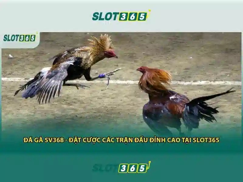 Khuyến mãi và chương trình thưởng