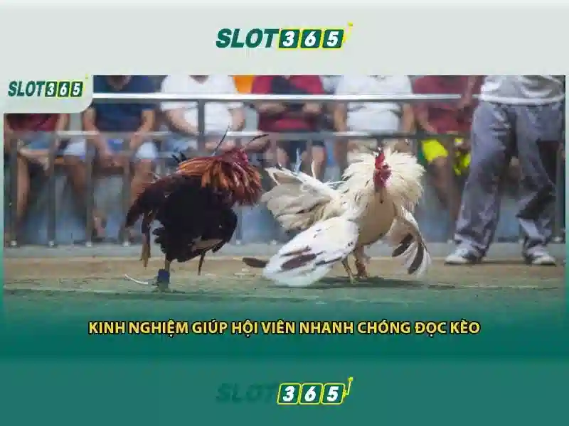 Các sản phẩm và dịch vụ cốt lõi: ứng dụng thực tế của hoki slot365