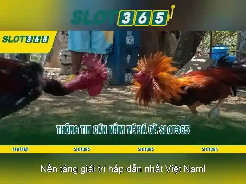 Slot365 – Đánh giá và Tổng quan về nền tảng chơi slot online