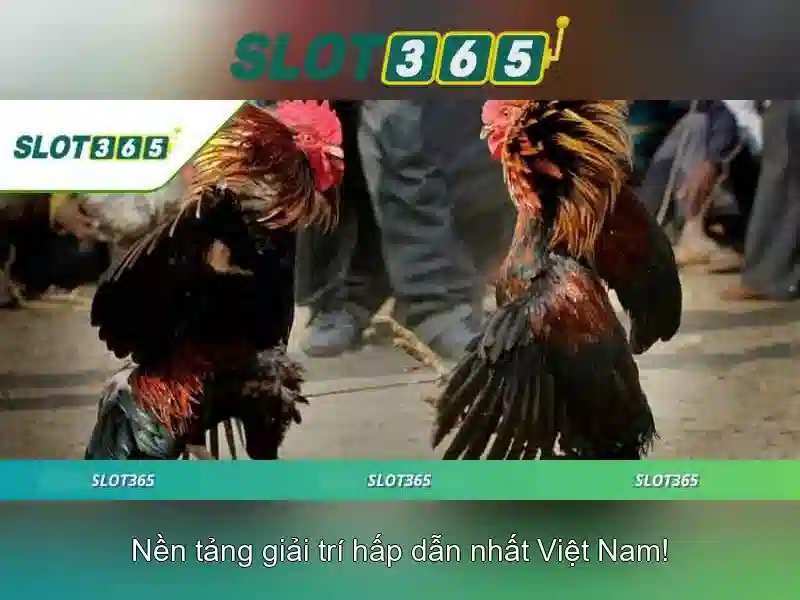 Slot365 – Đánh giá và Tổng quan về nền tảng chơi slot online