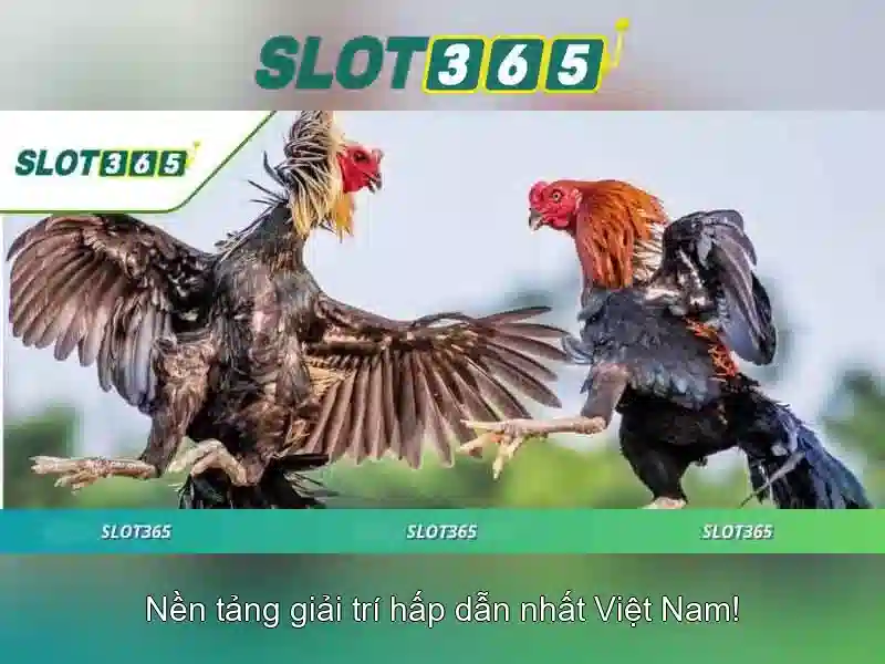 Slot365 là gì?