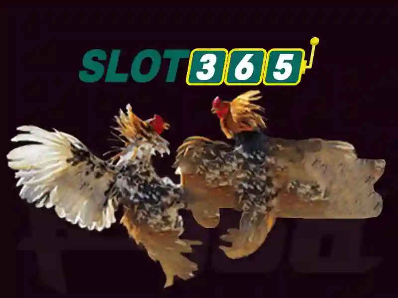 Slot365: Tổng quan về nền tảng xèng trực tuyến